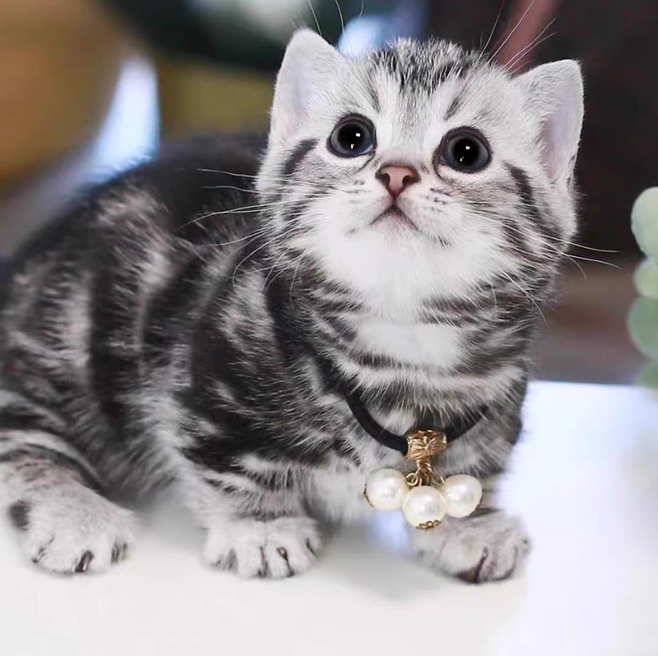 狗狗感冒能吃——宠物护理小常识